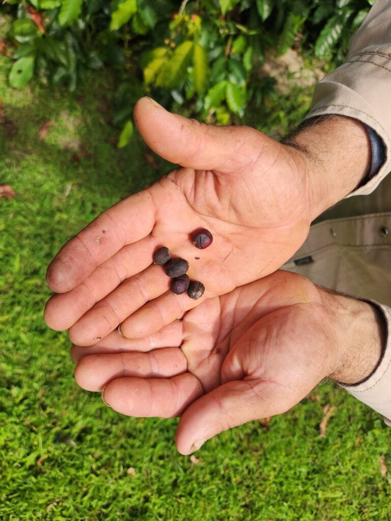 Armando Rodriguez holds some coffee cherries that have turned to raisins because they were not picked in time.