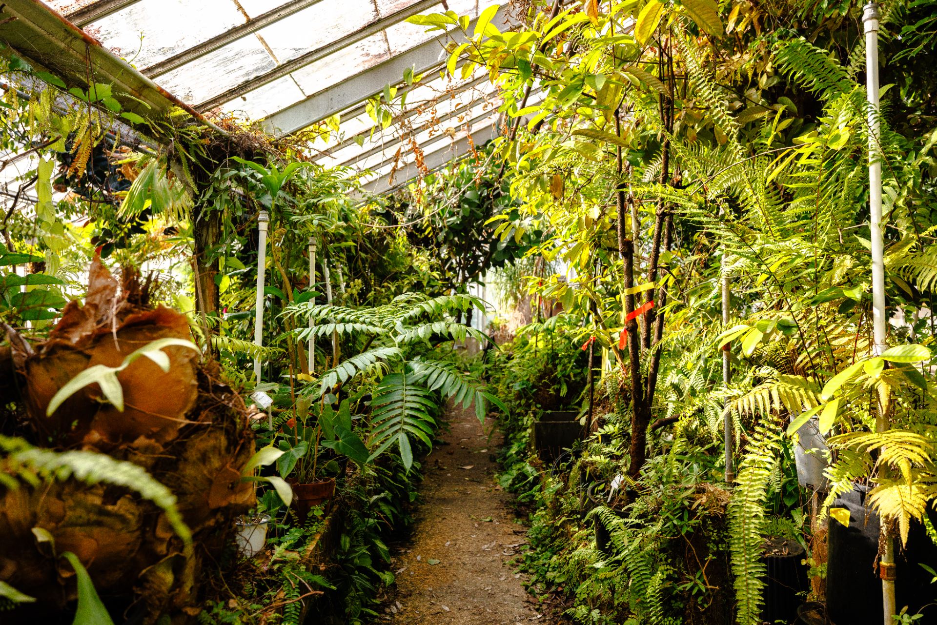 wide shot of a greenhouse