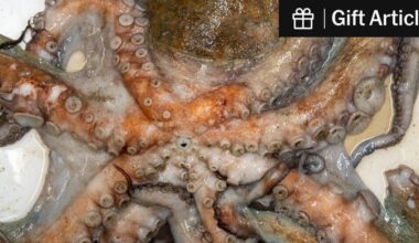 Octopuses Invade English Coast, ‘Eating Anything in Their Path’ | The highly intelligent cephalopods filled fishing nets and gobbled up crabs and lobsters in Devon and Cornwall this summer.