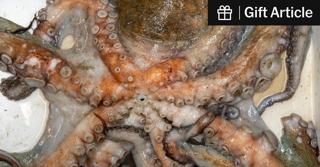 Octopuses Invade English Coast, ‘Eating Anything in Their Path’ | The highly intelligent cephalopods filled fishing nets and gobbled up crabs and lobsters in Devon and Cornwall this summer.