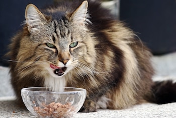 Un gato comiendo pienso. (AdobeStock)