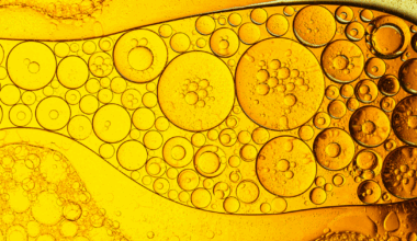 BP Halts Plans to Build Biofuels Plant in the Netherlands