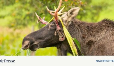 Elch „Emil“ in Autobahn-Nähe betäubt – DiePresse.com