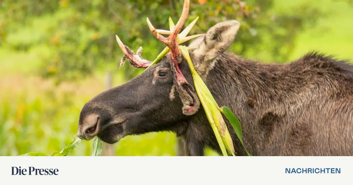 Elch „Emil“ in Autobahn-Nähe betäubt – DiePresse.com