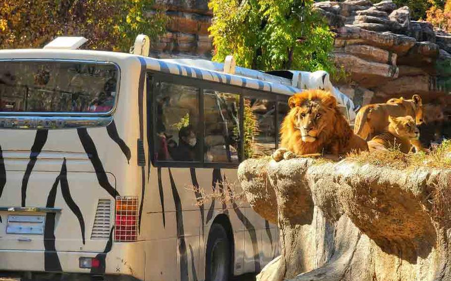 A tour bus in Zootopia.
