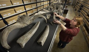 Netherlands to return 28,000 colonial-era fossils to Indonesia