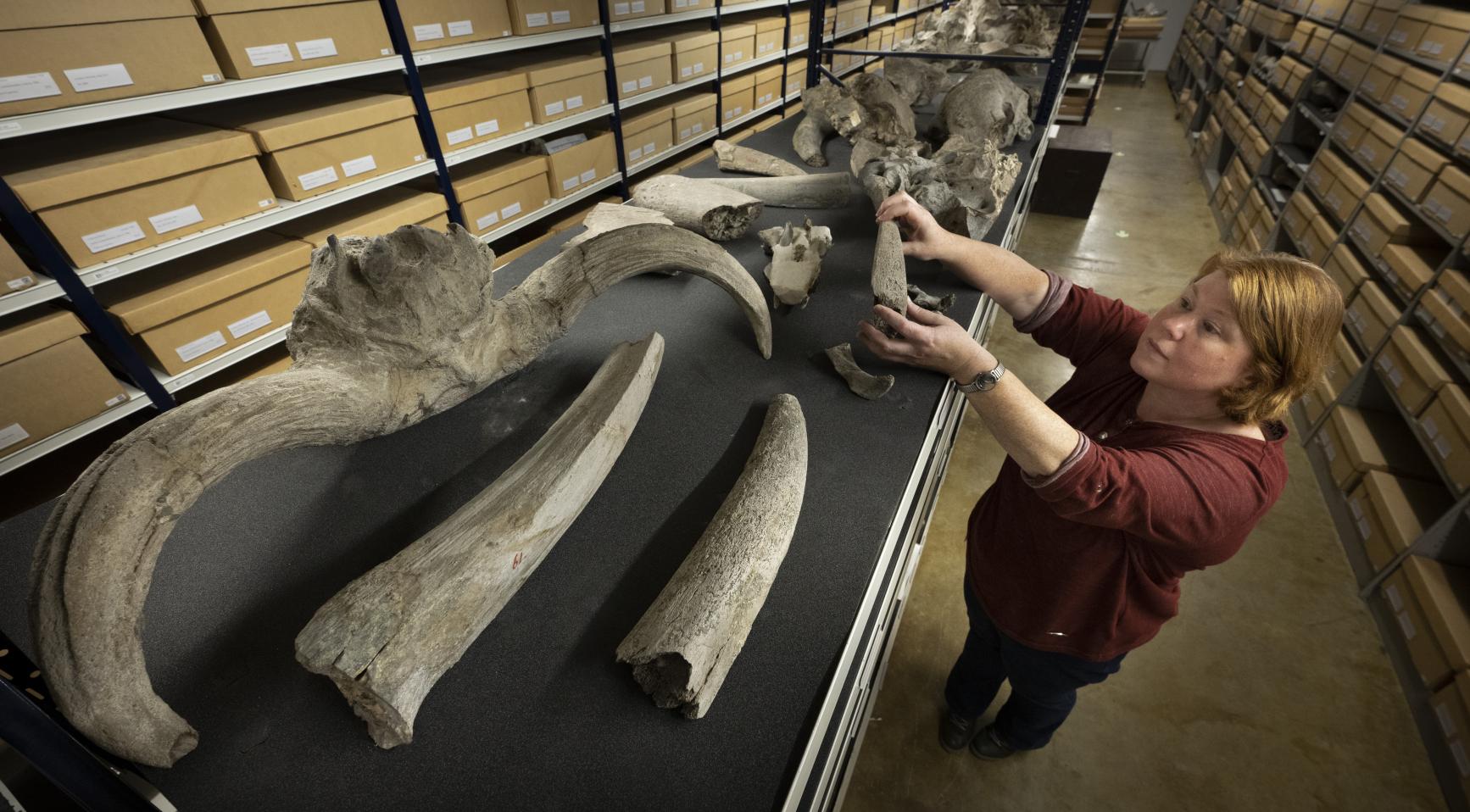 Netherlands to return 28,000 colonial-era fossils to Indonesia