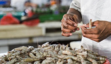 The EU countries imported marine products valued at $ 67.84 billion during 2024, of which India’s share was 1.50% only.