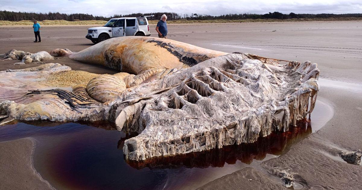 Rare and endangered 70ft sea creature found washed up on Welsh beach