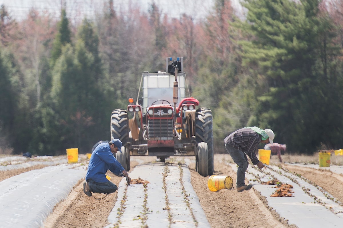 Canada’s Temporary Foreign Worker Program needs deep reform