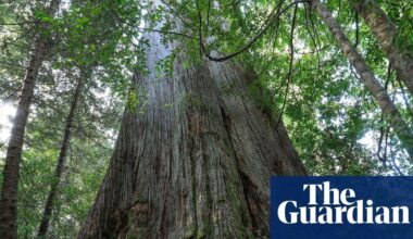 Native forest logging must end in order to reach Labor’s emissions reduction target, expert says. Murray Watt says ‘it’s not the government’s intention to stop old growth logging’ as Greens and academics press for total halt.