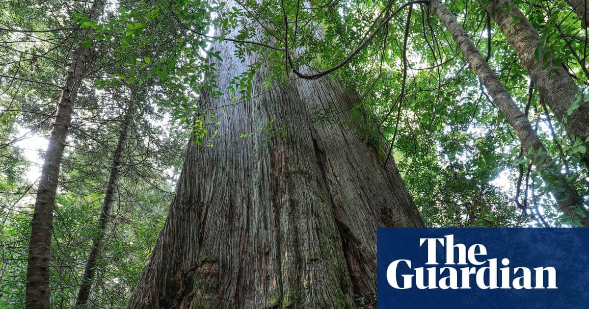 Native forest logging must end in order to reach Labor’s emissions reduction target, expert says. Murray Watt says ‘it’s not the government’s intention to stop old growth logging’ as Greens and academics press for total halt.