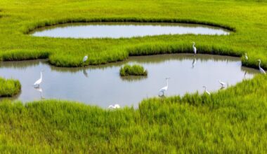 A wedge of egrets fish in a salt marsh near North River in Carteret County. Coastal ecosystems store carbon, slowing global warming