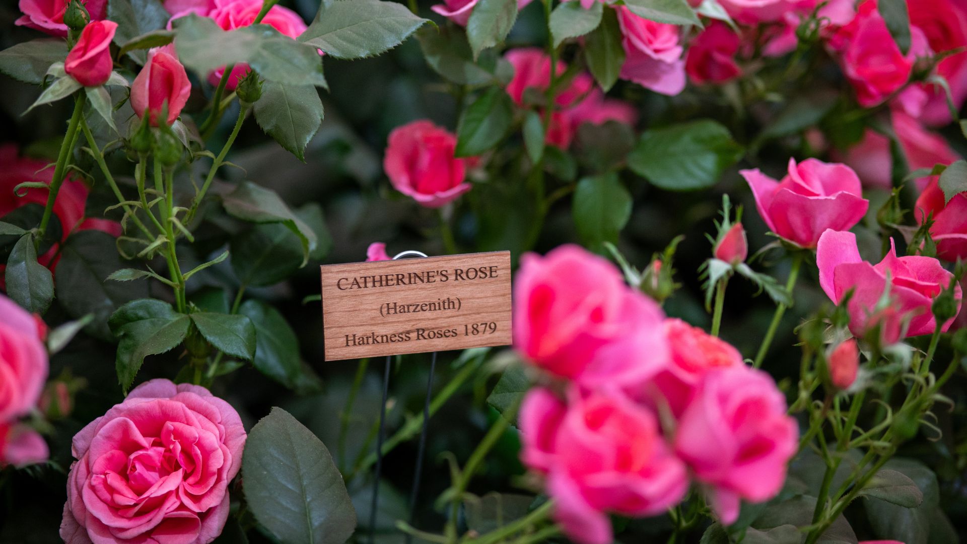 Catherine's Rose in honour of Catherine, Princess of Wales on display at RHS Chelsea Flower Show on May 22, 2025