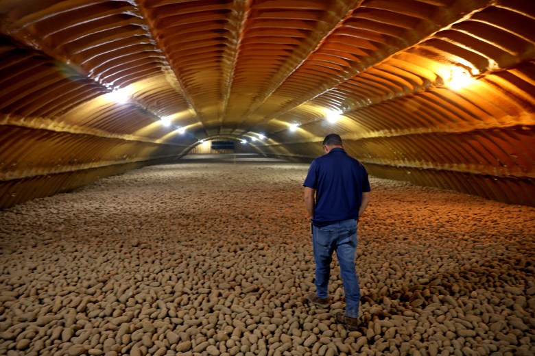 Person walking in a large warehouse filled with potatoes under ribbed, orange-hued ceiling.