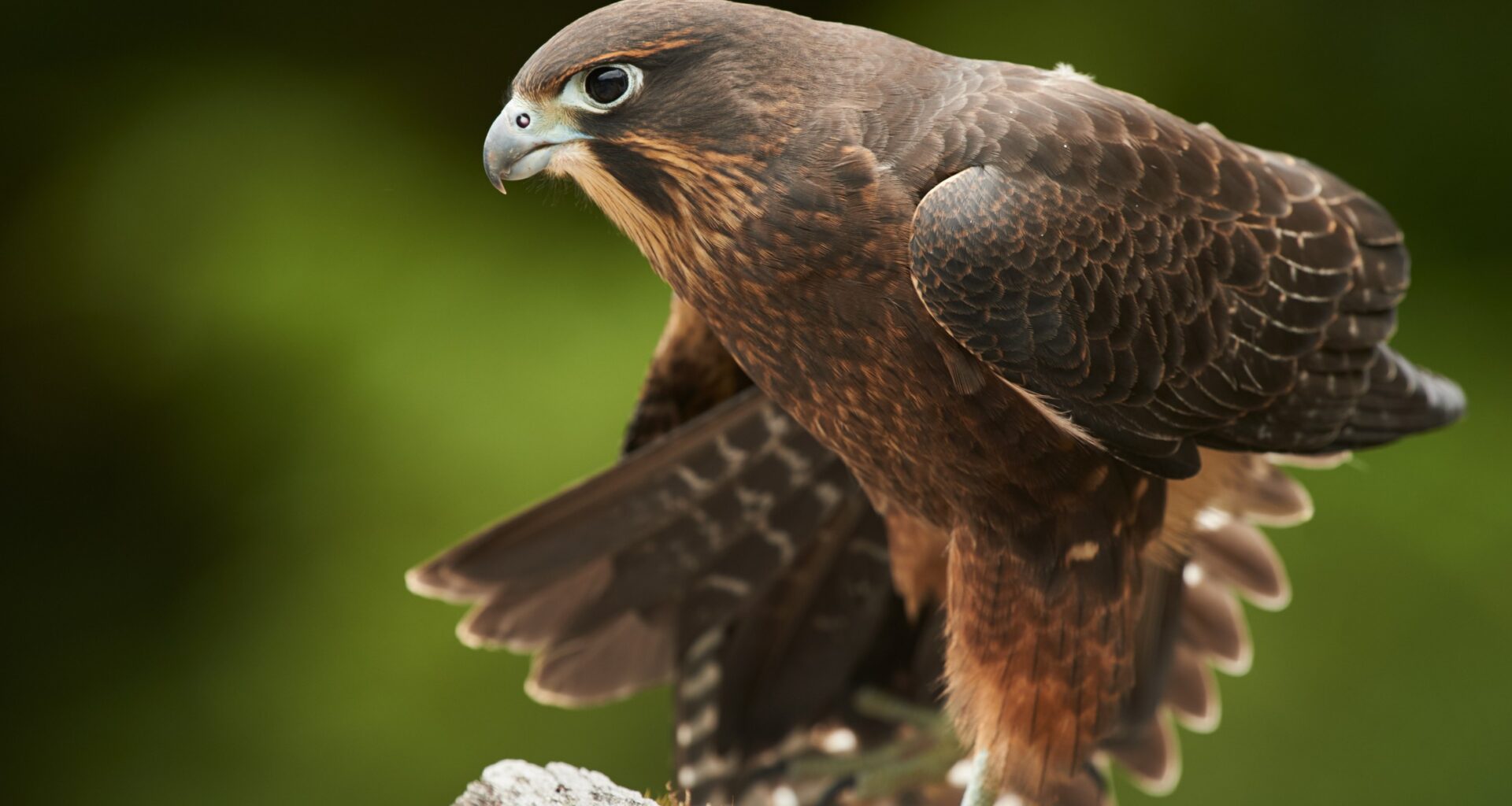 Kārearea NZ Falcon is the 2025 Bird of the Year