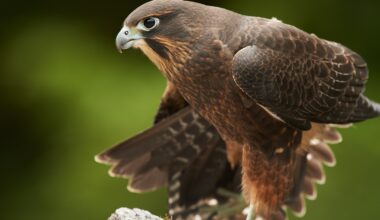 Kārearea NZ Falcon is the 2025 Bird of the Year