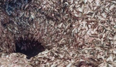 The Marine Stewardship Council welcomes the ASC new Feed Standard as an incentive to drive progress in sustainable fishing Marine Ingredients Denmark Demands EU Fund Support For Blue Economy
