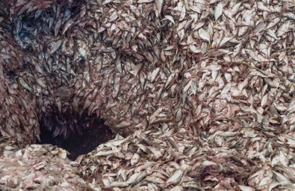 The Marine Stewardship Council welcomes the ASC new Feed Standard as an incentive to drive progress in sustainable fishing Marine Ingredients Denmark Demands EU Fund Support For Blue Economy
