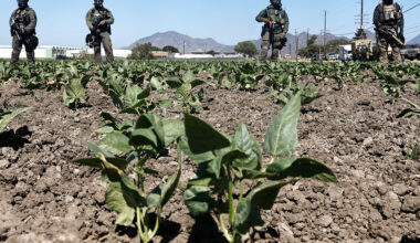 Trump’s immigration raids leave crops rotting in the field – The Press Democrat