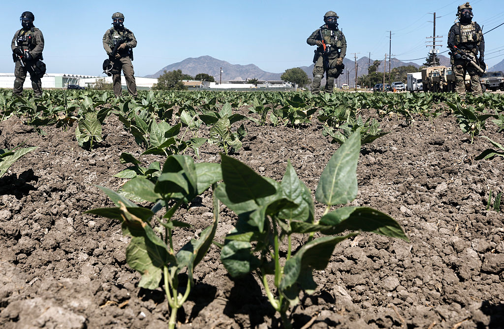 Trump’s immigration raids leave crops rotting in the field – The Press Democrat
