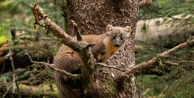 Lansiad Hafan y Bele | Pine Marten Haven Launch