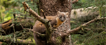 Lansiad Hafan y Bele | Pine Marten Haven Launch