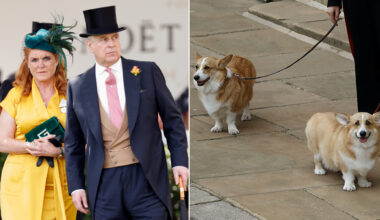 Sarah Ferguson wears a bright yellow dress while Prince Andrew wears a suit and a top hat, while the Queen's corgis look cheeky