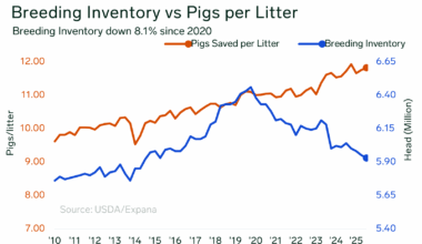 Hogs and Pigs Report Reflects Smaller Breeding Herd