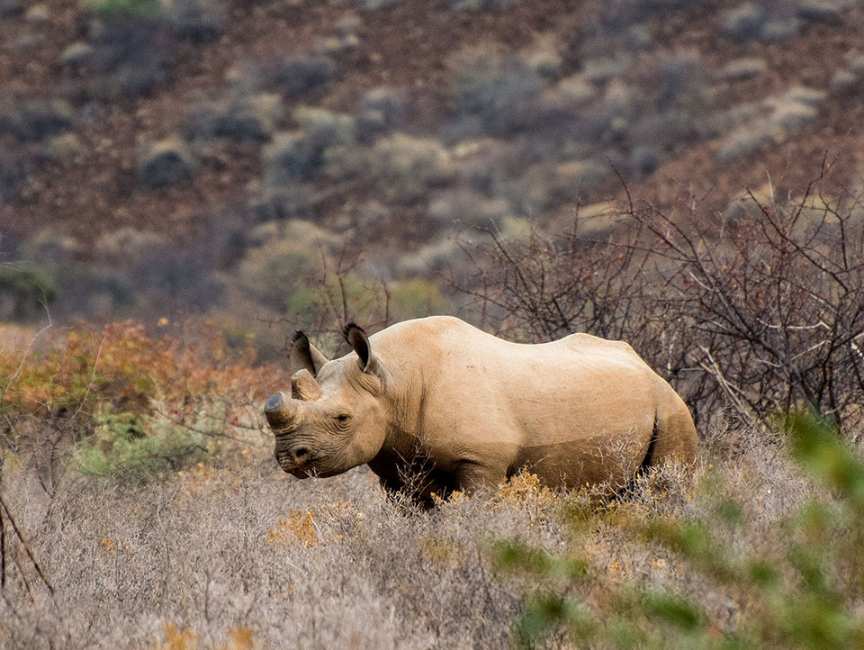 a rhinoceros in the wild, horns cut