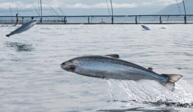 Fish Farmer - News - Iceland could double its seafood output, government told