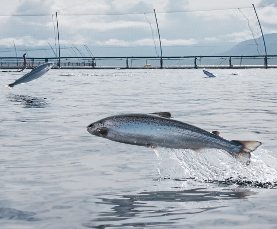 Fish Farmer - News - Iceland could double its seafood output, government told