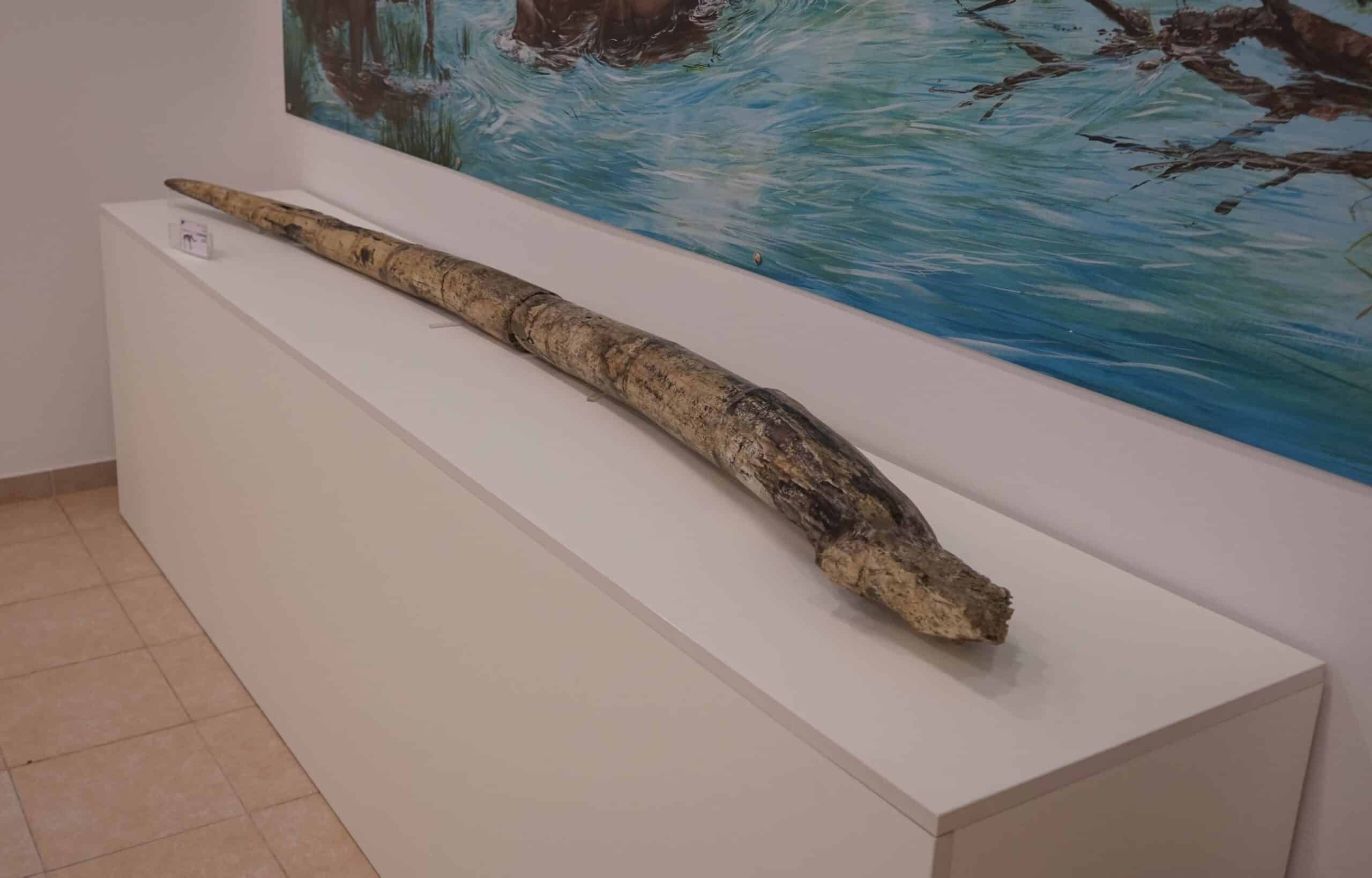 Image of a three-meter tusk at the mastodon museum.