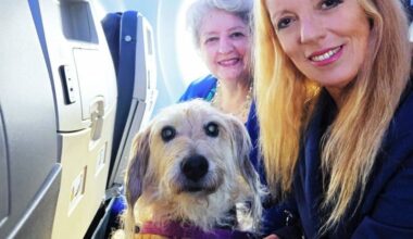 First large dogs to fly in cabin under Italy's new tra