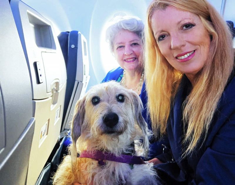 First large dogs to fly in cabin under Italy's new tra