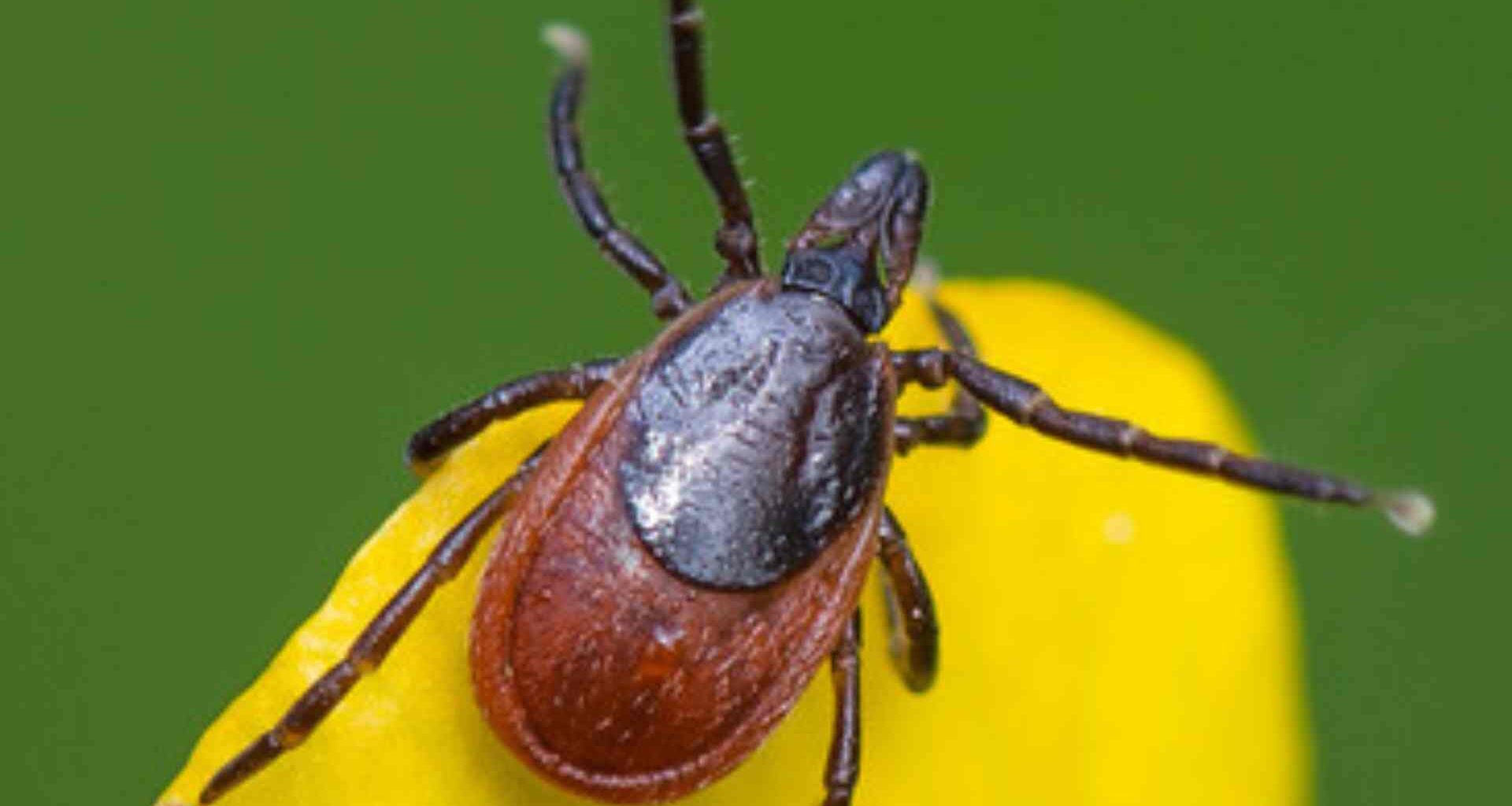 Ixodes persulcatus