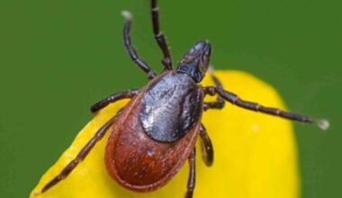 Ixodes persulcatus