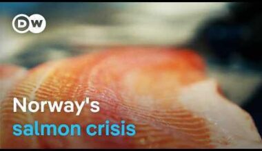 Can Norway’s wild salmon be saved? | DW Documentary