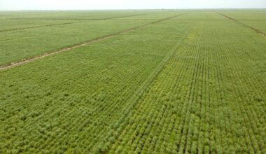 As Everglades farmers, we’re committed to environmental stewardship