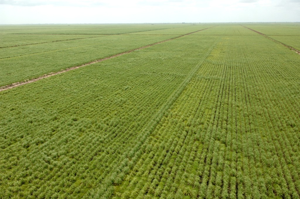 As Everglades farmers, we’re committed to environmental stewardship