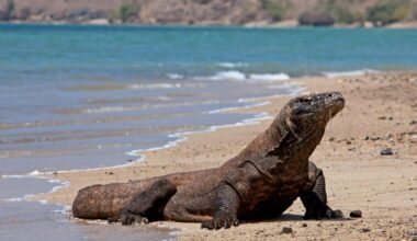 Environmental Impacts Of Tourism Pose Risks To Komodo Dragon Habitat And Health In Indonesia