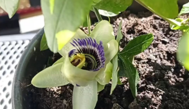 Passionsblume beim aufblühen