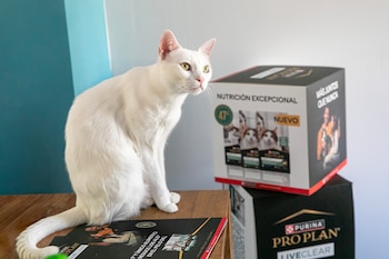 Purina lanza el primer alimento