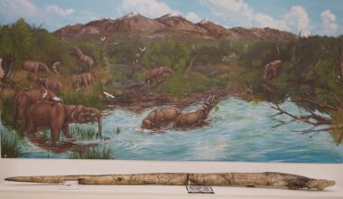 Mastodons in their habitat, depiction