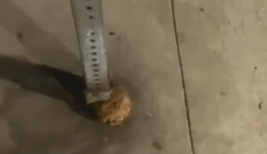 Erstaunliches Fugenwachstum in einem Verkehrsschild.