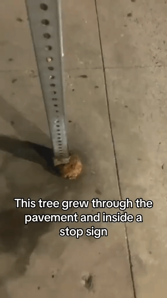 Erstaunliches Fugenwachstum in einem Verkehrsschild.