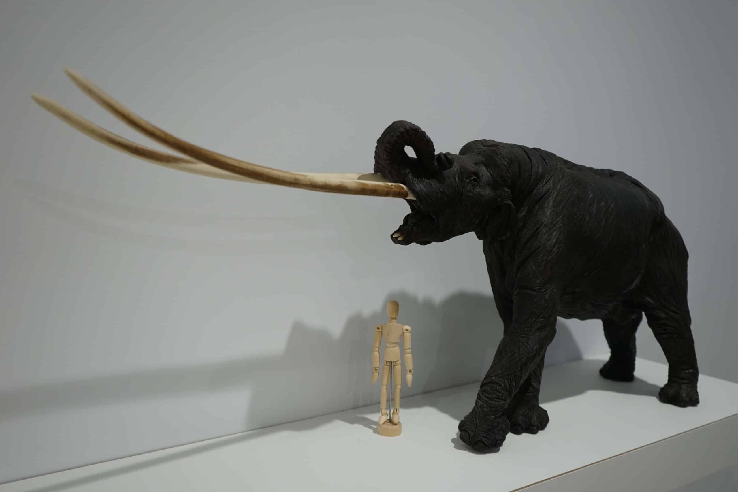 Model of a male mastodon.