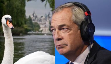 Farage in a flap after claims migrants eating swans rejected by Royal Parks | LBC