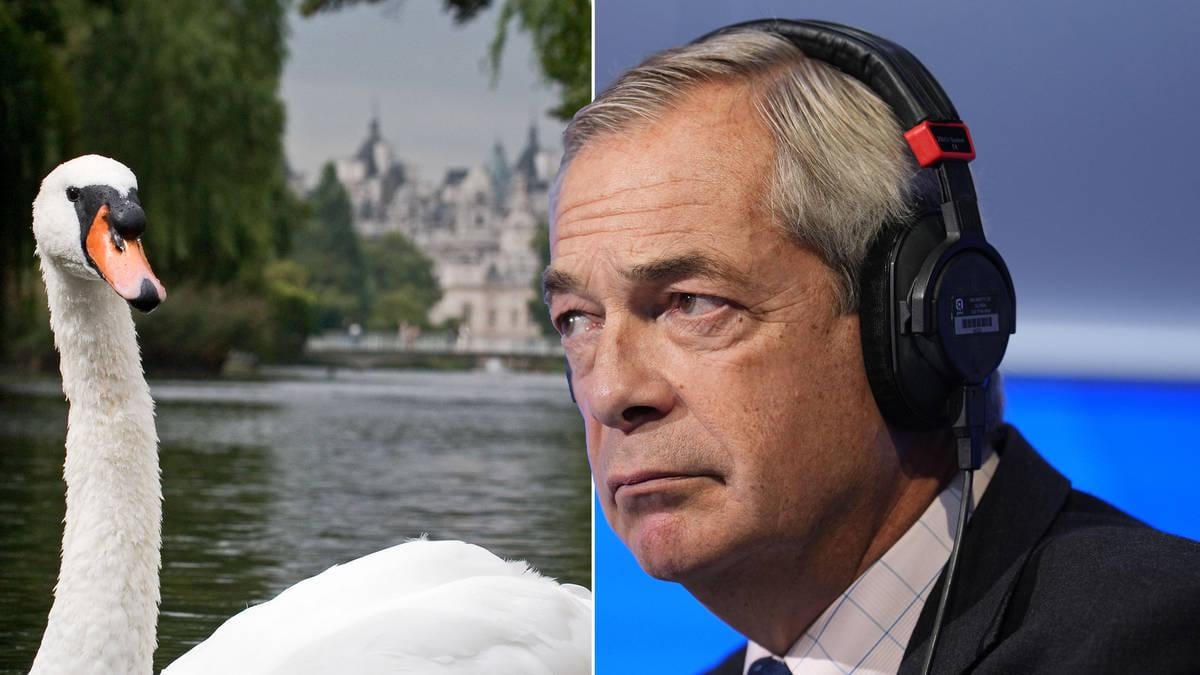 Farage in a flap after claims migrants eating swans rejected by Royal Parks | LBC