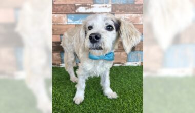 Quiet Maltese mix Alfie is a gentle soul – Orange County Register